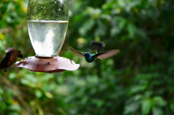 mindo ecuador hummingbird