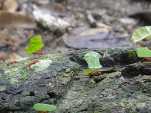 tayrona_park_leafcutter_ant